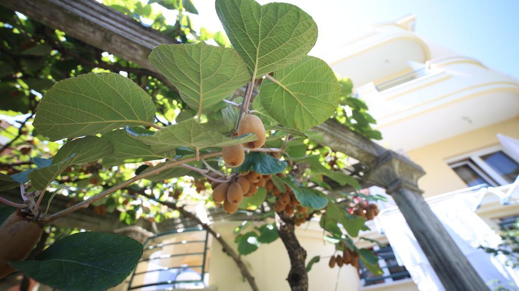 Lilian Daire Budva